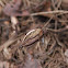 Pink Lady Slipper Seed Pod