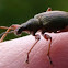 Nettle Weevil