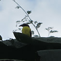 Boat-billed Flycatcher