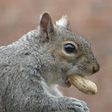 Eastern Gray Squirrel