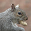 Eastern Gray Squirrel
