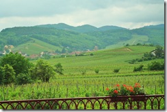 g - Alsace - Berghein countryside 03