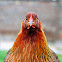 Hen