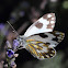Meadow white