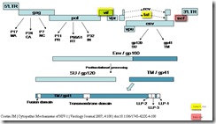 Targeting HIV genome