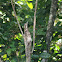 Nictibio Común/Common Potoo