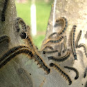 Eastern Tent Caterpillar