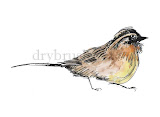Savannah Sparrow