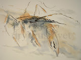 Dungeness Crab Limited Edition Print