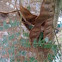 Silktree, Mimosa/Powderpuff tree