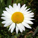 Ivanščica