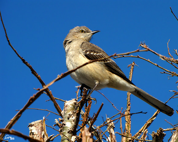 Spotting Image 1