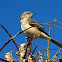 Mocking Bird
