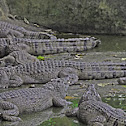 Philippine Crocodile