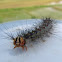 Gypsy moth caterpillar