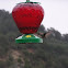 Hummingbird