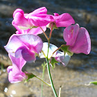 Sweet Pea