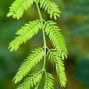 Albizzia julibrissn