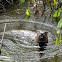 North American River Otter