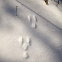 Snowshoe rabbit tracks