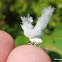 Flatid Planthopper
