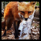 Red fox