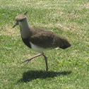 Southern Lapwing