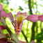 Red Buckeye