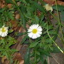 Daisy Fleabane