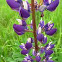 Wild Lupine