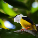 White-collared Manakin.