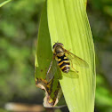 Hover Fly