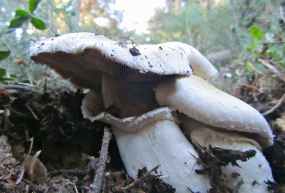 Spotting Image 1