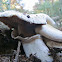 Agaricus bitorquis?