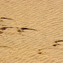 Desert runners - Egypt