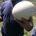 Huevo de Avestruz
