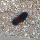 Wooly Bear