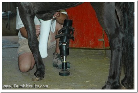amputated animal horse rescued : rare surgery