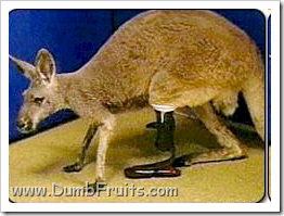 amputated animal kangaroo rescued : rare surgery