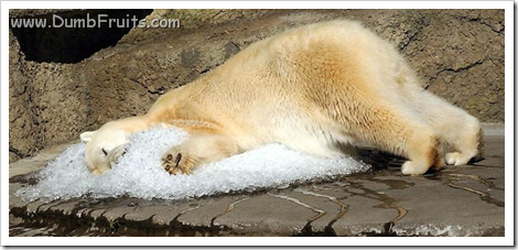 funny polar bears picture : asleep sleepy relax