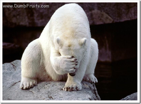 funny polar bears picture : playing hiding