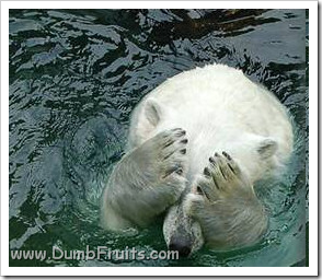 funny polar bears picture : hiding shy hide