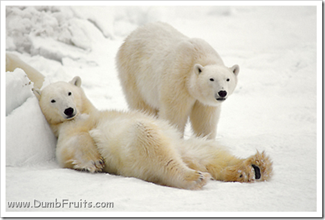 funny polar bears picture : asleep sleepy relax