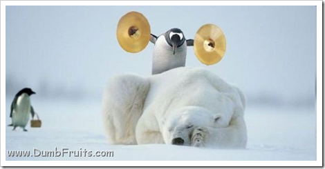 funny polar bears picture : wake up now