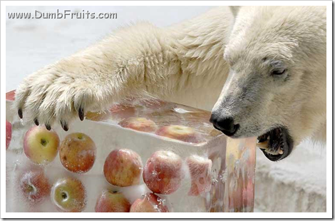 funny polar bears picture : eating frozen apples global warming