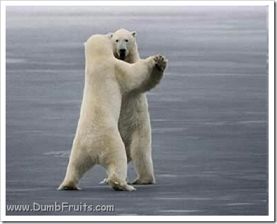 funny polar bears picture : dance dancing tango