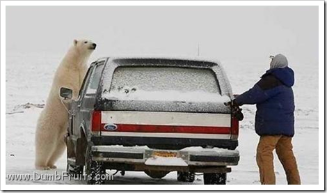 funny polar bears picture : human looking for key