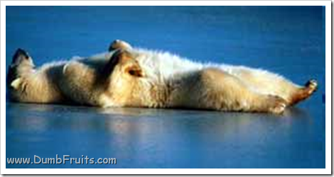 funny polar bears picture : asleep spleepy relax