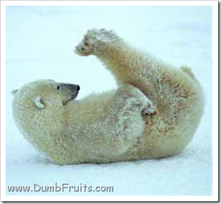 funny polar bears picture : asleep spleepy relax