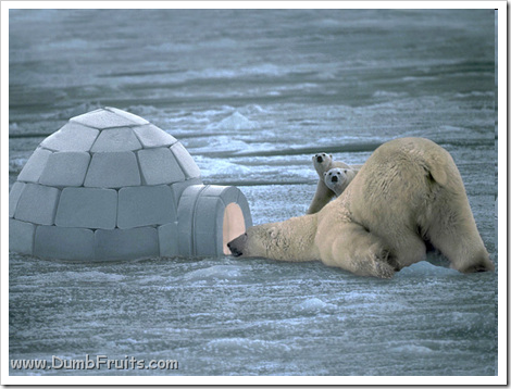 funny polar bears picture : drunk asleep